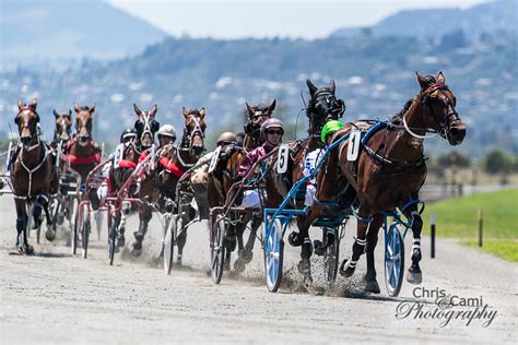 new zealand harness racing.